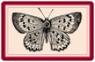Insect Butterfly Mat